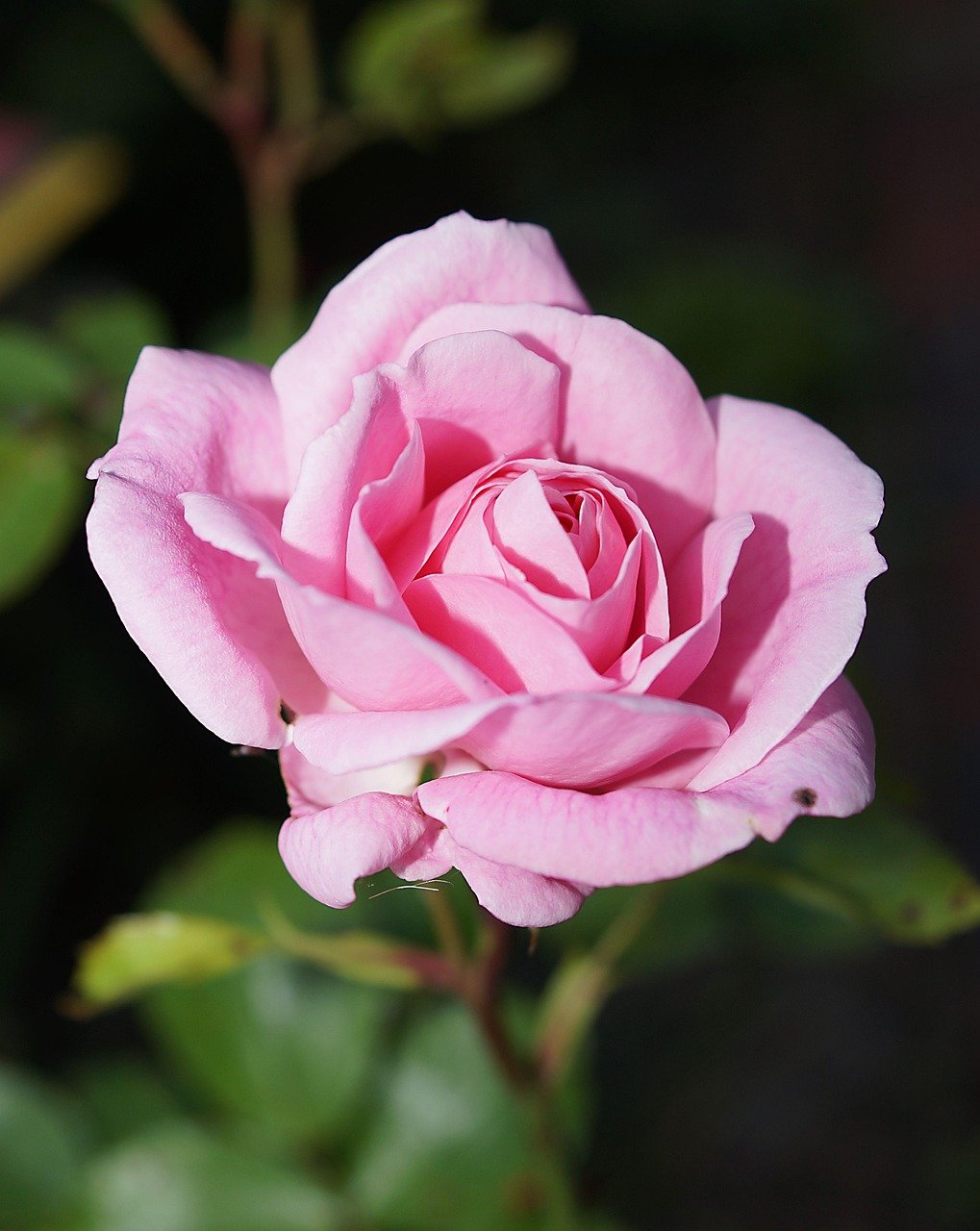 flower, rose, pink rose, petals, pink flower, rose flower, beautiful flowers, pink petals, rose petals, rose bloom, bloom, blossom, flowering plant, flower wallpaper, ornamental plant, flower background, plant, flora, nature, close up, single rose, single flower