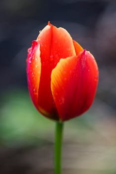 Capture of a vibrant tulip covered in dewdrops, showcasing nature's beauty.